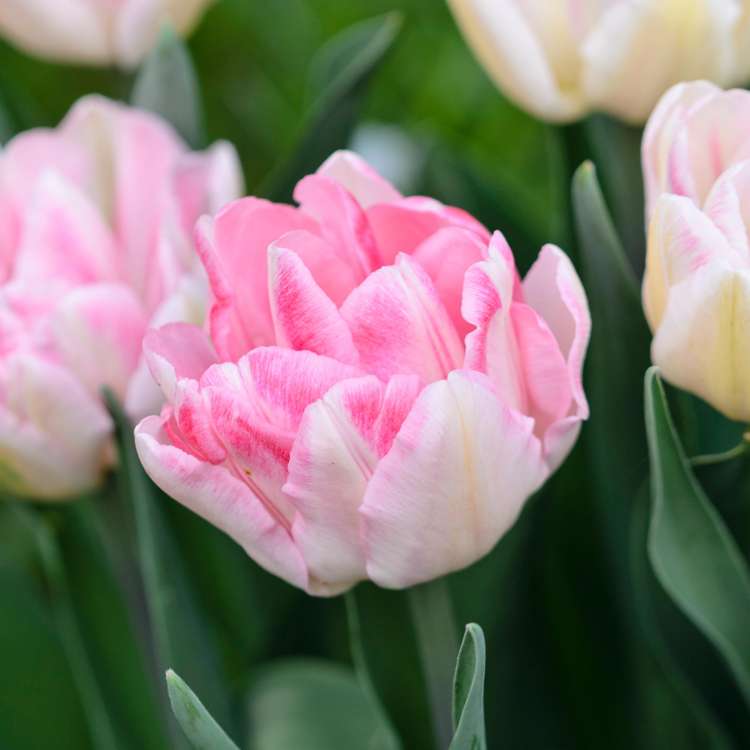 'Pink Suffusion' lökblandning